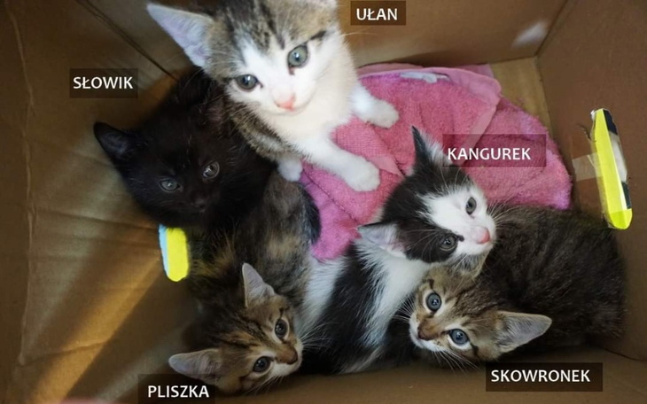 Zbiórka Pompy infuzyjne dla schroniska - zdjęcie główne