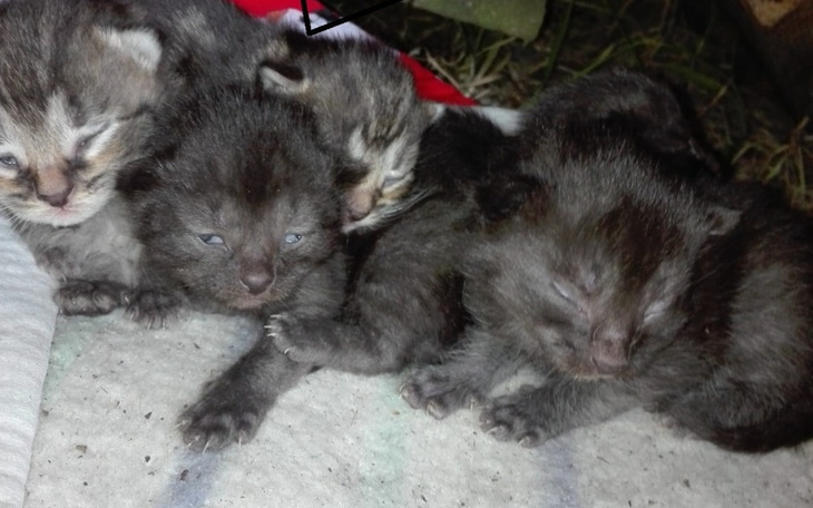 Zbiórka pomoc pięciu kotką - zdjęcie główne