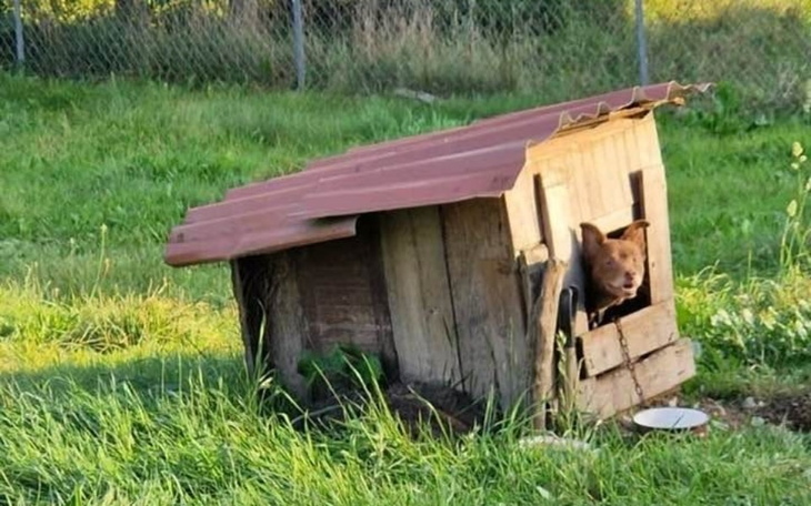 Zbiórka Zanim zjedzą go wilki. - zdjęcie główne