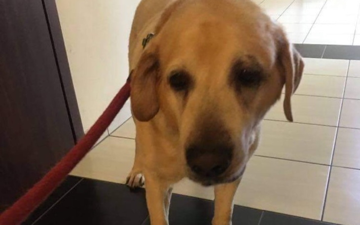 Zbiórka Pierwsza wizyta u weterynarza. - zdjęcie główne