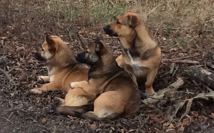 Zbiórka kenel=bezpieczeństo - zdjęcie główne