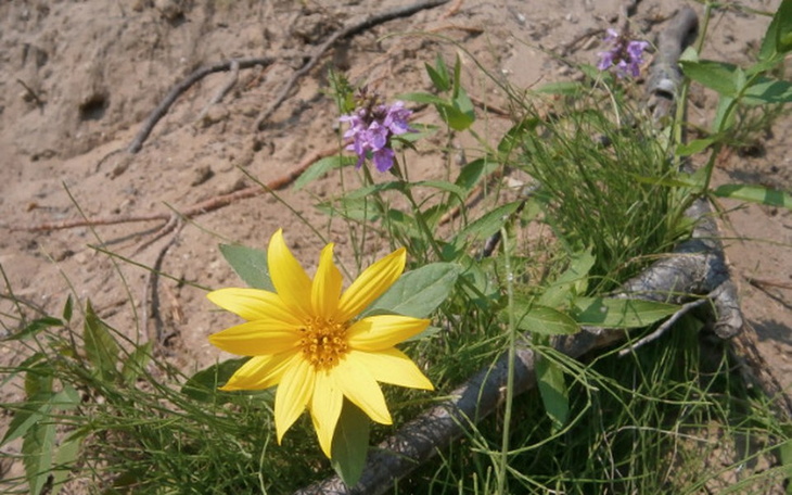 Zbiórka a - zdjęcie główne