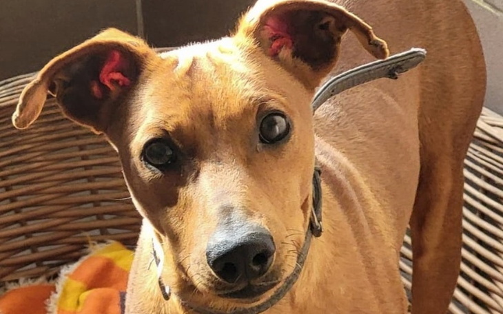 Zbiórka Wsparcie Pod Psią Gwiazdą - zdjęcie główne