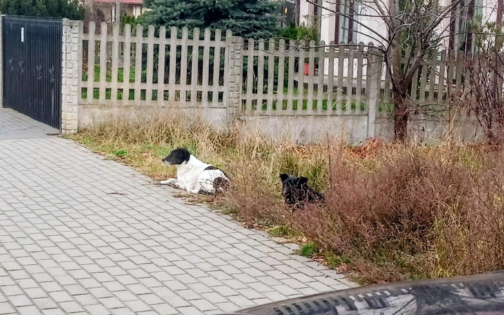 Dwa psy leżące w trawie, odpoczywające na zewnątrz.