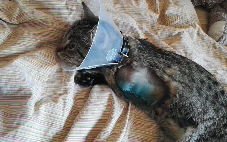 Zbiórka Na leki po amputacji łapki Yuumi - zdjęcie główne