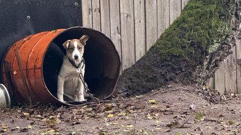 Zbiórka Ratujemy szczeniaka z z beczki - miniaturka zdjęcia