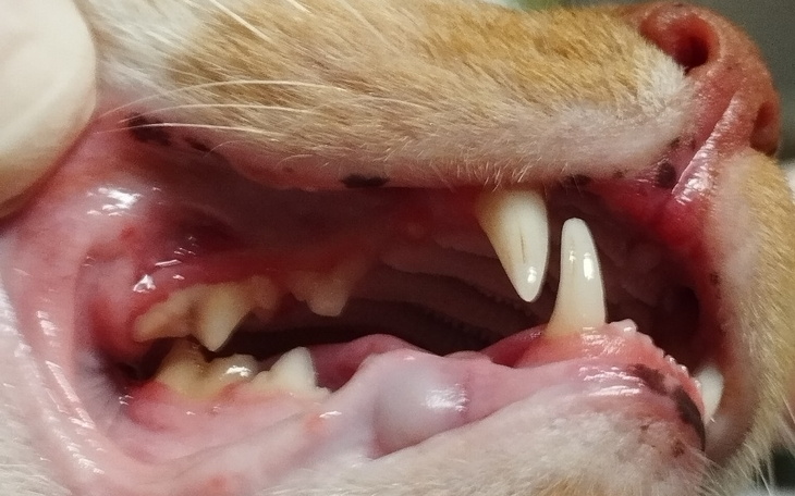 Zbliżenie na pysk psa z uszkodzonymi zębami.