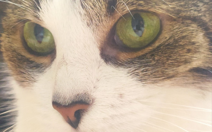 Zbiórka Puszki dla kotow - zdjęcie główne