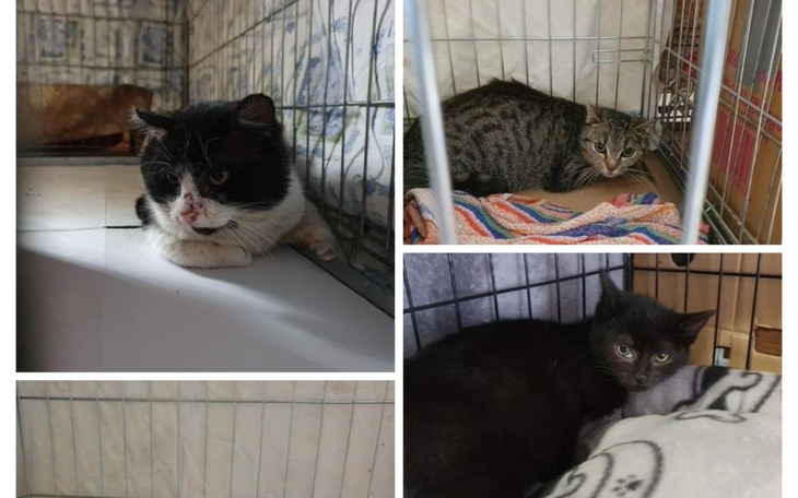 Zbiórka 28 kotów z podwrocławskiej wsi - zdjęcie główne