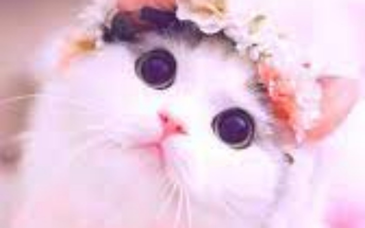 Zbiórka web - zdjęcie główne