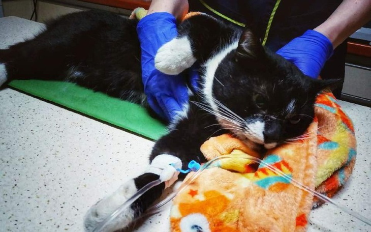 Zbiórka Leczenie FARCIKA - zdjęcie główne