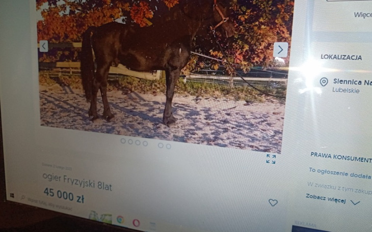 Zbiórka Wymarzony Konik dla córki - zdjęcie główne