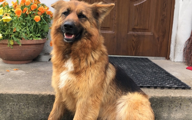 Zbiórka Sterylizacja wyrzuconej suczki - zdjęcie główne