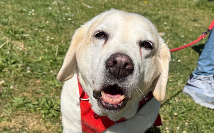 Uśmiechnięty labrador na zielonej trawie.
