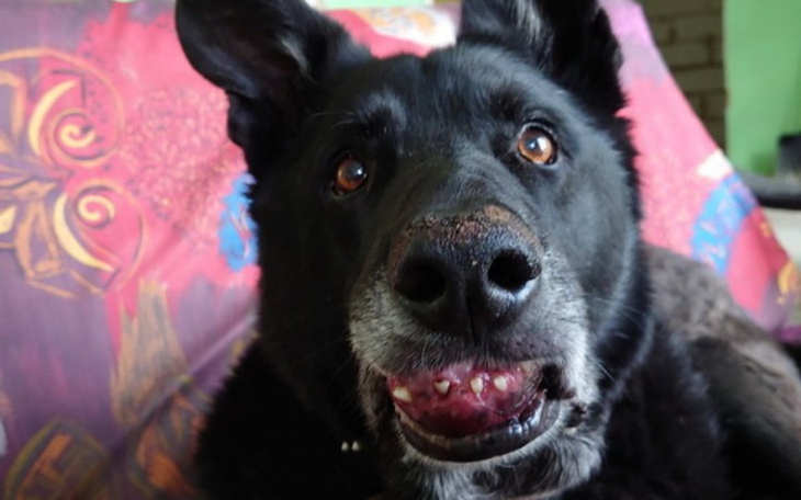 Zbiórka Fart znowu prosi o pomoc - zdjęcie główne