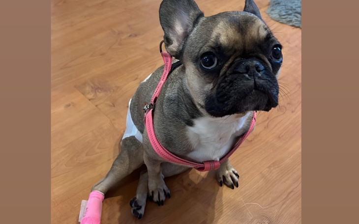 Pies rasy buldog francuski w różowej uprzęży, siedzący na podłodze.