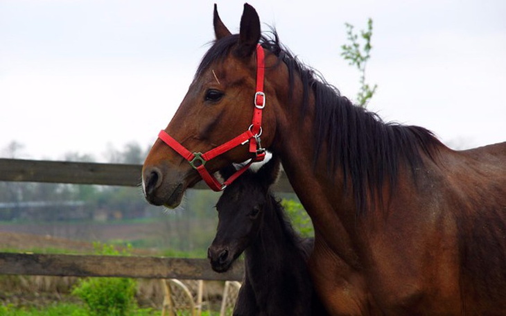 Zbiórka Życie Prady - zdjęcie główne