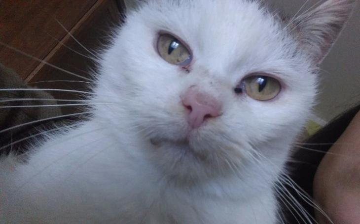 Zbiórka Ciężarne kotki potrzebują pomocy - zdjęcie główne