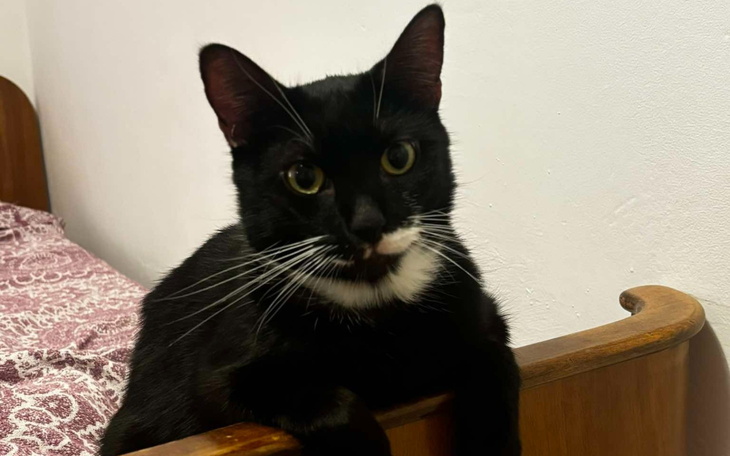 Czarny kot z białymi akcentami, siedzący na łóżku.