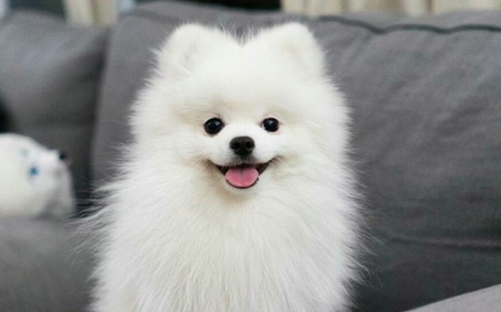 Zbiórka Zbiórka na szpica miniaturowego - zdjęcie główne