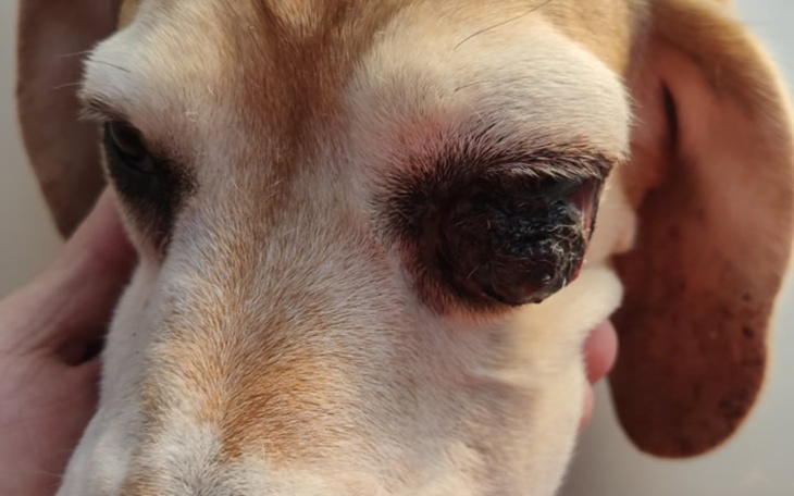 Zbiórka Pomoc dla Miki bez oka - zdjęcie główne