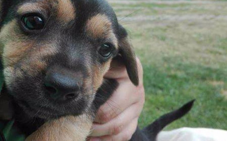 Zbiórka Schronisko w Białymstoku - zdjęcie główne