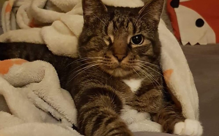 Zbiórka Ratunek dla Groszka - zdjęcie główne