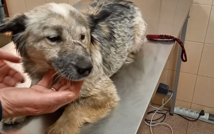 Zbiórka Pomoc dla Stowarzyszenia Reks - zdjęcie główne