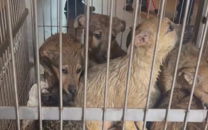 Zbiórka Zwierzaki z Ukrainy pomocy - zdjęcie główne