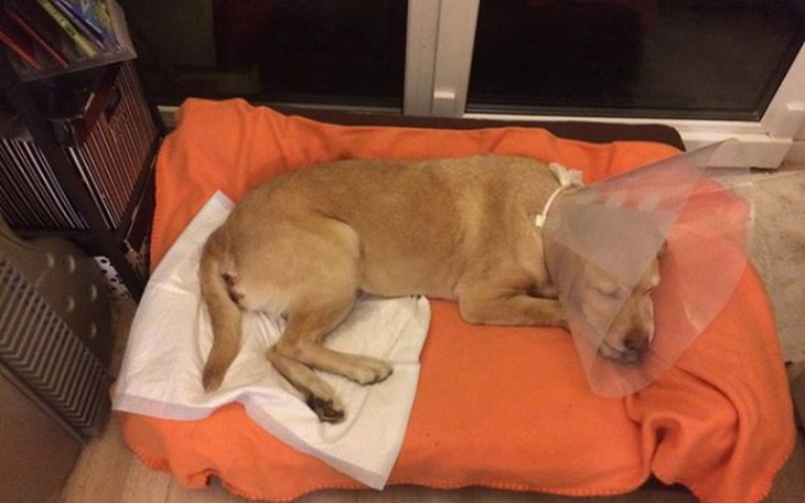 Zbiórka Matka wielu dzieci i chorób. - zdjęcie główne