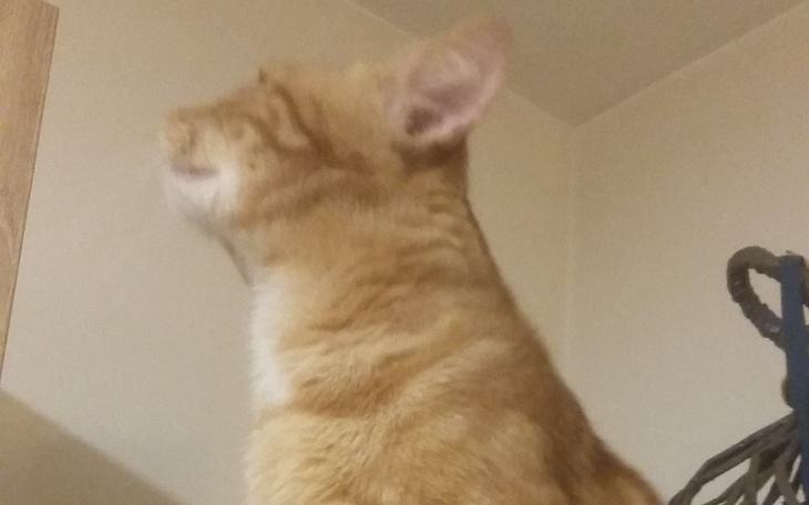 Zbiórka Dla dużej gromady zwierząt - zdjęcie główne