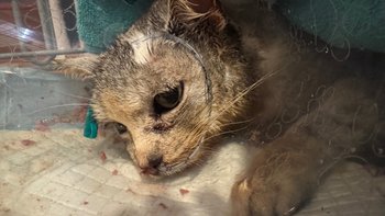 Zbiórka Ratujemy kotkę po wypadku :( - miniaturka zdjęcia