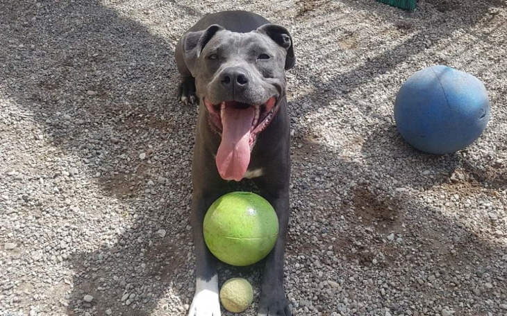 Zbiórka Na transport dla nowej suni - zdjęcie główne