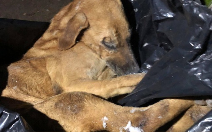 Zbiórka Zamknijmy mordownie hycla Zenona - zdjęcie główne