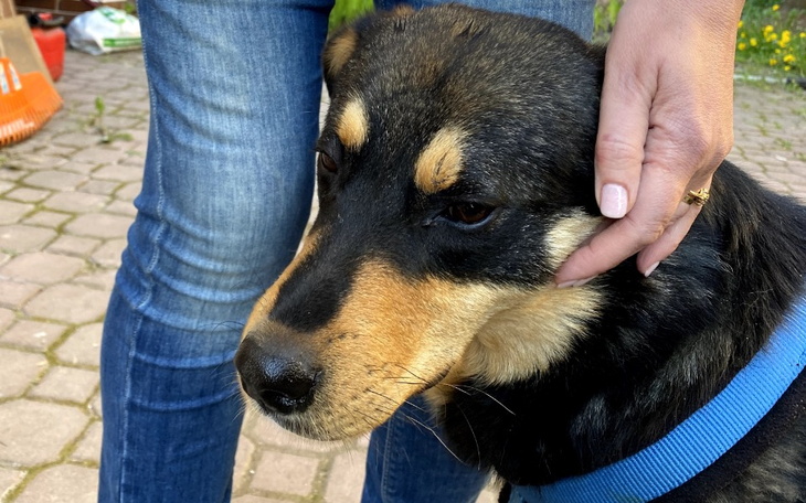 Zbiórka Dla uratowanego pieska z Warki - zdjęcie główne