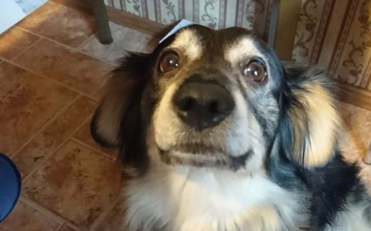 Zbiórka Wycięcie guza u Miki - zdjęcie główne