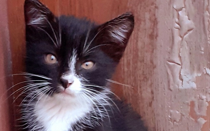 Zbiórka Laptop dla Madzi - zdjęcie główne