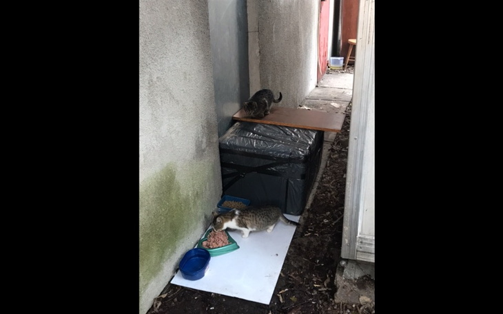 Zbiórka Na karmę dla bezdomnych kociaków - zdjęcie główne