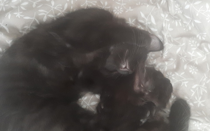 Zbiórka Zbieram na weterynarza dla 4 kot - zdjęcie główne