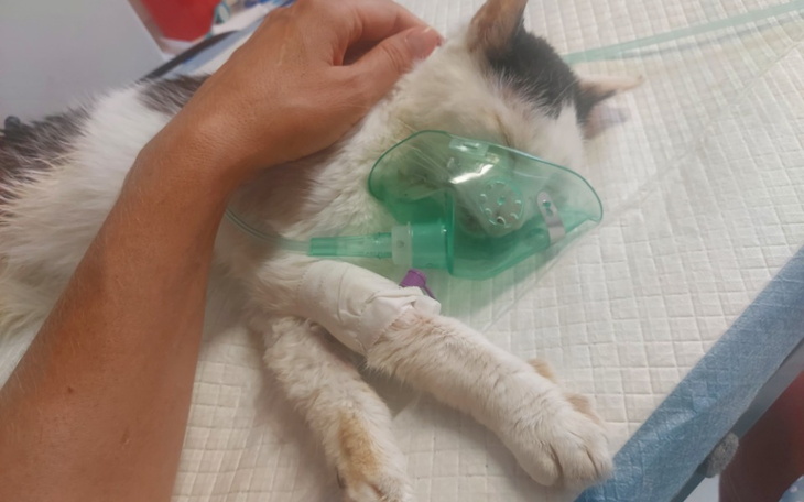 Zbiórka Ratujemy FARTA - zdjęcie główne