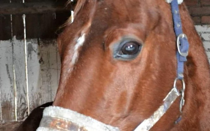 Zbiórka Dla chorej klaczy - zdjęcie główne