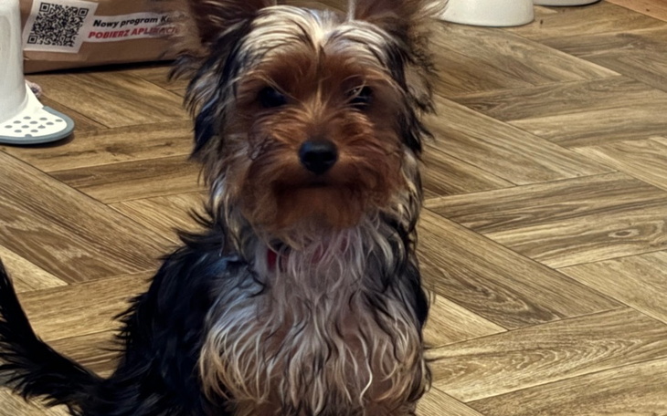 Zbiórka Pomoc dla szczeniaka 5mies - zdjęcie główne