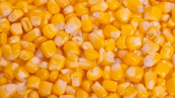 Zbiórka Tona kukurydzy - miniaturka zdjęcia