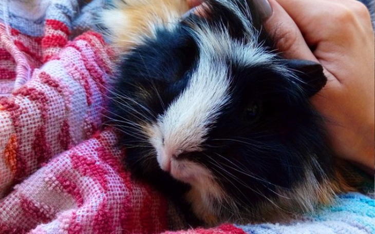 Zbiórka Świnkowy Tattoo Konkurs - zdjęcie główne