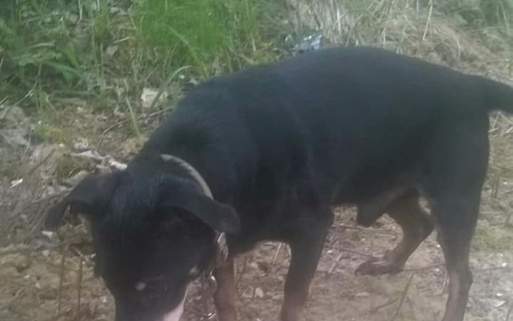 Zbiórka Śmierć Pana dramat psa - zdjęcie główne