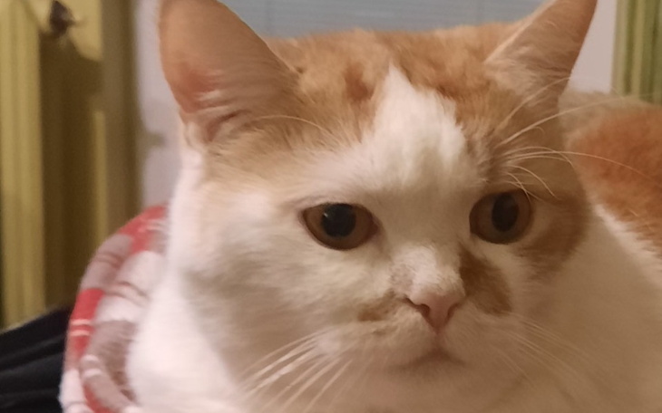 Zbiórka Pomóżmy Leonowi - zdjęcie główne