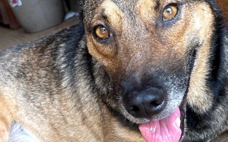 Zbiórka Transport Iryski do domu - zdjęcie główne