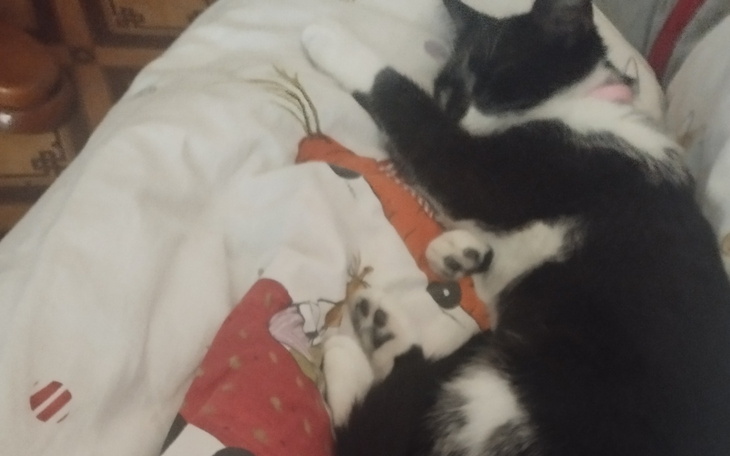 Śpiący kot na pościeli, z widocznymi łapkami.