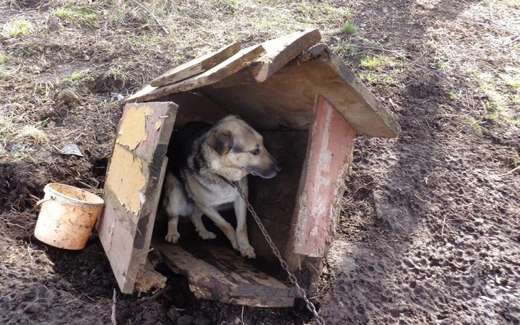 Zbiórka Schronisko w Rudzie Śląskiej - zdjęcie główne