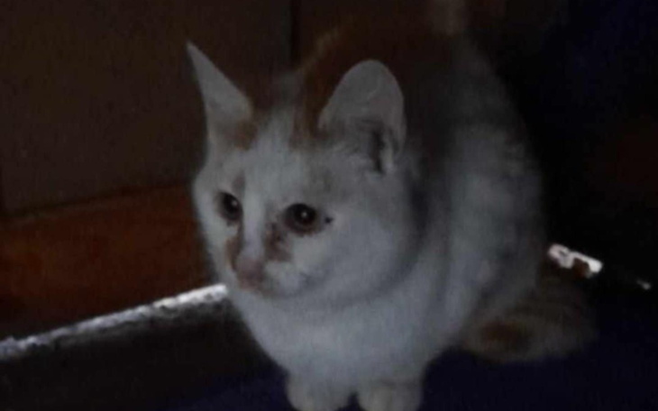 Biały kotek siedzący w ciemnym miejscu.